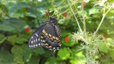 2017-07-03 09.09.27 eastern black swallowtail (2)